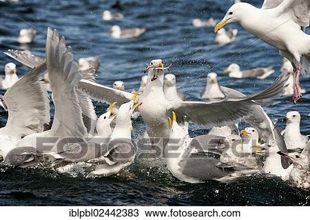 Stock Image - Glaucous-winged gulls (Larus glaucescens) feed on herring in the Gulf of Alaska. Fotosearch