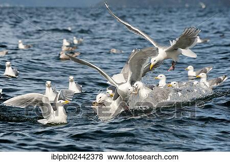 Glaucous-winged gulls (Larus glaucescens) feed on herring in the Gulf of Alaska View Large Photo Image Stock Photo - Glaucous-winged gulls (Larus glaucescens) feed on herring in the Gulf of Alaska. Fotosearch