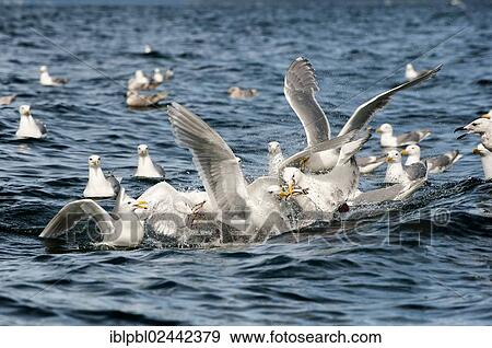 Stock Photo - Glaucous-winged gulls (Larus glaucescens) feed on herring in the Gulf of Alaska. Fotosearch