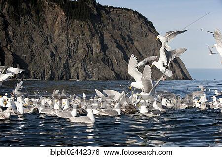 "Glaucous-winged gulls (Larus glaucescens) feed at Gore Point, Alaska" View Large Photo Image Stock Photograph - "Glaucous-winged gulls (Larus glaucescens) feed at Gore Point, Alaska". Fotosearch