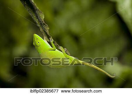 "Glaw's Chameleon (Calumma glawi), adult, clinging to leaf at night, Ranomafana National Park, Madagascar, Africa" View Large Photo Image Stock Photo - "Glaw's Chameleon (Calumma glawi), adult, clinging to leaf at night, Ranomafana National Park, Madagascar, Africa". Fotosearch