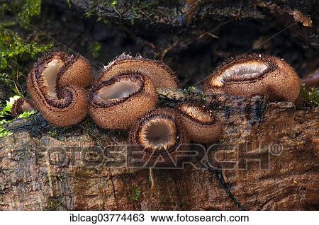 "Glazed Cup or Hairy Fairy Cup (Humaria hemisphaerica) growing on rotting wood, Hesse, Germany, Europe" View Large Photo Image Stock Image - "Glazed Cup or Hairy Fairy Cup (Humaria hemisphaerica) growing on rotting wood, Hesse, Germany, Europe". Fotosearch