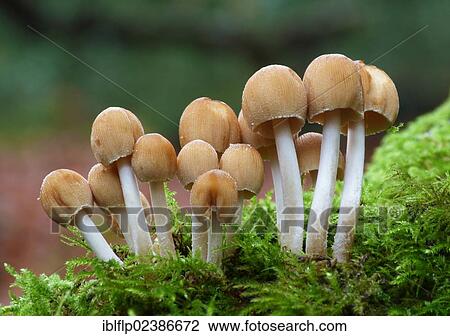 "Glistening Ink Cap (Coprinus micaceus), fruiting bodies, growing on moss covered dead wood, Leicestershire, England, United Kingdom, Europe" View Large Photo Image Stock Image - "Glistening Ink Cap (Coprinus micaceus), fruiting bodies, growing on moss covered dead wood, Leicestershire, England, United Kingdom, Europe". Fotosearch
