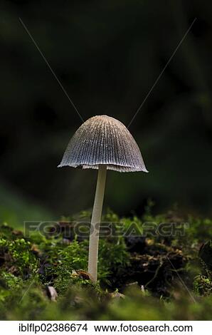 "Glistening Inkcap (Coprinus micaceus), fruiting body, growing amongst moss in dappled sunlight, Sevenoaks Wildlife Reserve, Kent, England, United Kingdom, Europe" View Large Photo Image Picture - "Glistening Inkcap (Coprinus micaceus), fruiting body, growing amongst moss in dappled sunlight, Sevenoaks Wildlife Reserve, Kent, England, United Kingdom, Europe". Fotosearch