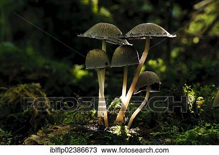 "Glistening Inkcap (Coprinus micaceus), fruiting bodies, growing amongst moss in dappled sunlight, Sevenoaks Wildlife Reserve, Kent, England, United Kingdom, Europe" View Large Photo Image Stock Image - "Glistening Inkcap (Coprinus micaceus), fruiting bodies, growing amongst moss in dappled sunlight, Sevenoaks Wildlife Reserve, Kent, England, United Kingdom, Europe". Fotosearch