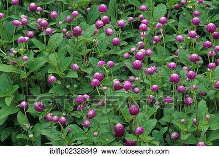 "Globe Amaranth (Gomphrena globosa) 'Bicolor Rose', flowering, in garden, USA" View Large Photo Image Stock Photo - "Globe Amaranth (Gomphrena globosa) 'Bicolor Rose', flowering, in garden, USA". Fotosearch