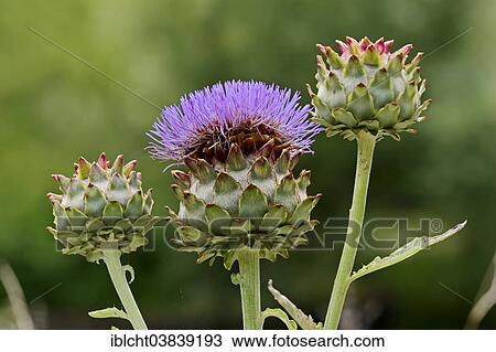 Stock Image - "Globe Artichoke (Cynara scolymus, Cynara cardunculus), inflorescence, Germany, Europe". Fotosearch
