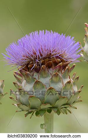 "Globe Artichoke (Cynara scolymus, Cynara cardunculus), inflorescence, Germany, Europe" View Large Photo Image Stock Image - "Globe Artichoke (Cynara scolymus, Cynara cardunculus), inflorescence, Germany, Europe". Fotosearch