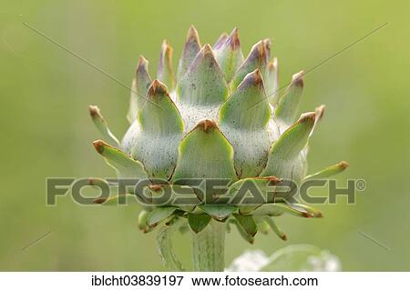 "Globe Artichoke (Cynara scolymus, Cynara cardunculus), inflorescence, Germany, Europe" View Large Photo Image Stock Photo - "Globe Artichoke (Cynara scolymus, Cynara cardunculus), inflorescence, Germany, Europe". Fotosearch