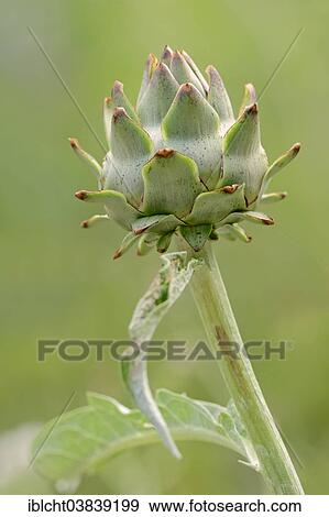 "Globe Artichoke (Cynara scolymus, Cynara cardunculus), inflorescence, Germany, Europe" View Large Photo Image Stock Photo - "Globe Artichoke (Cynara scolymus, Cynara cardunculus), inflorescence, Germany, Europe". Fotosearch