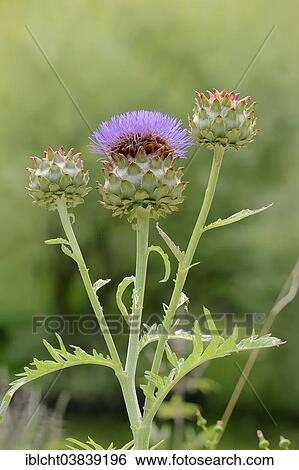 "Globe Artichoke (Cynara scolymus, Cynara cardunculus), inflorescence, Germany, Europe" View Large Photo Image Stock Photograph - "Globe Artichoke (Cynara scolymus, Cynara cardunculus), inflorescence, Germany, Europe". Fotosearch
