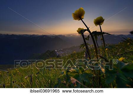 "Globe Flower (Trollius europaeus) at sunset with the panoramic view of mountains, Lech valley, Kaisers, Reutte District, Tyrol, Austria, Europe" View Large Photo Image Stock Photography - "Globe Flower (Trollius europaeus) at sunset with the panoramic view of mountains, Lech valley, Kaisers, Reutte District, Tyrol, Austria, Europe". Fotosearch