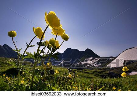 "Globe Flowers (Trollius europaeus) with a panoramic view of the mountains, Lech valley, Kaisers, Reutte District, Tyrol, Austria, Europe" View Large Photo Image Stock Image - "Globe Flowers (Trollius europaeus) with a panoramic view of the mountains, Lech valley, Kaisers, Reutte District, Tyrol, Austria, Europe". Fotosearch