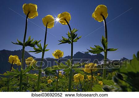 "Globe Flowers (Trollius europaeus) with a panoramic view of the mountains with the sun, Lech valley, Kaisers, Reutte District, Tyrol, Austria, Europe" View Large Photo Image Stock Image - "Globe Flowers (Trollius europaeus) with a panoramic view of the mountains with the sun, Lech valley, Kaisers, Reutte District, Tyrol, Austria, Europe". Fotosearch