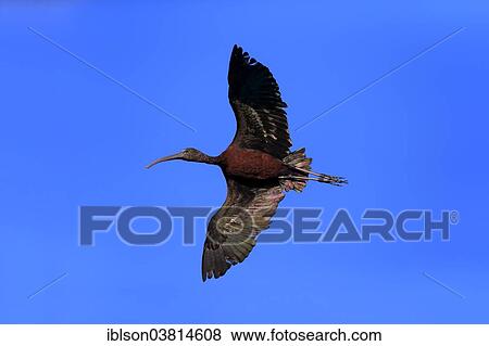 "Glossy Ibis (Plegadis falcinellus), in flight, Sanibel Island, Florida, USA" View Large Photo Image Stock Photo - "Glossy Ibis (Plegadis falcinellus), in flight, Sanibel Island, Florida, USA". Fotosearch