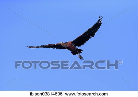 "Glossy Ibis (Plegadis falcinellus), in flight, Sanibel Island, Florida, USA" View Large Photo Image Stock Photograph - "Glossy Ibis (Plegadis falcinellus), in flight, Sanibel Island, Florida, USA". Fotosearch
