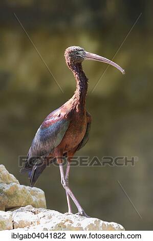 "Glossy Ibis (Plegadis falcinellus), Bali Bird Park, Bali, Indonesia, Asia" View Large Photo Image Stock Image - "Glossy Ibis (Plegadis falcinellus), Bali Bird Park, Bali, Indonesia, Asia". Fotosearch