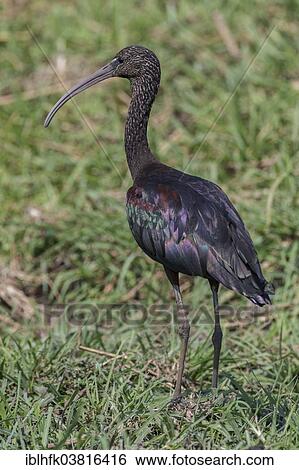 "Glossy Ibis (Plegadis falcinellus), Botswana, Africa" View Large Photo Image Stock Photograph - "Glossy Ibis (Plegadis falcinellus), Botswana, Africa". Fotosearch