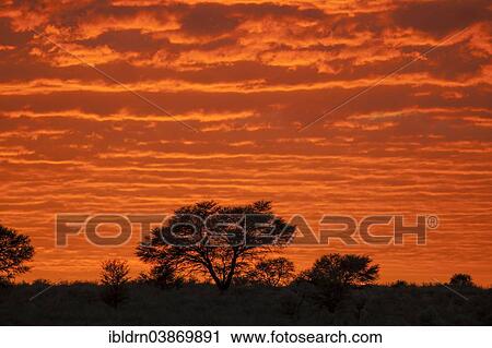 "Glowing red clouds at sunset, Mata Mata, Kgalagadi Transfrontier Park, South Africa, Africa" View Large Photo Image Stock Image - "Glowing red clouds at sunset, Mata Mata, Kgalagadi Transfrontier Park, South Africa, Africa". Fotosearch