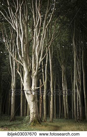"Gnarled European Beech (Fagus sylvatica) in the Ghost Forest, Gespensterwald, Nienhagen, Mecklenburg-Western Pomerania, Germany, Europe" View Large Photo Image Stock Image - "Gnarled European Beech (Fagus sylvatica) in the Ghost Forest, Gespensterwald, Nienhagen, Mecklenburg-Western Pomerania, Germany, Europe". Fotosearch