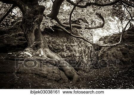 "Gnarled European Beech (Fagus sylvatica) growing on a rock, Saxon Switzerland National Park, Saxon Switzerland region, Saxony, Germany, Europe" View Large Photo Image Stock Image - "Gnarled European Beech (Fagus sylvatica) growing on a rock, Saxon Switzerland National Park, Saxon Switzerland region, Saxony, Germany, Europe". Fotosearch