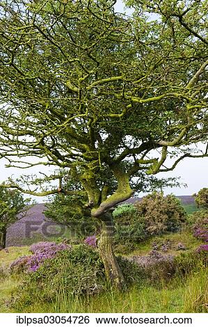 Stock Photograph - "Gnarled tree in a heather landscape, Exmoor Nationalpark, Somerset, England, United Kingdom, Europe". Fotosearch