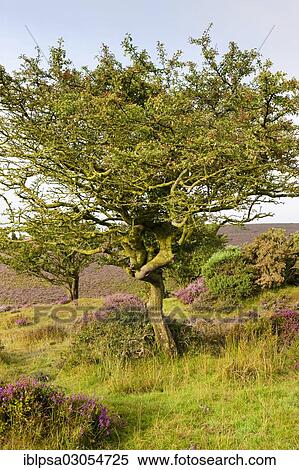 "Gnarled tree in a heather landscape, Exmoor Nationalpark, Somerset, England, United Kingdom, Europe" View Large Photo Image Stock Photography - "Gnarled tree in a heather landscape, Exmoor Nationalpark, Somerset, England, United Kingdom, Europe". Fotosearch