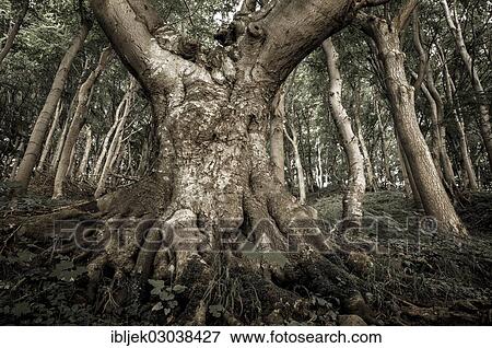 Stock Photo - "Gnarled trunk of an old European Beech (Fagus sylvatica), Jasmund National Park, Rugen island, Rugen, Mecklenburg-Western Pomerania, Germany, Europe". Fotosearch