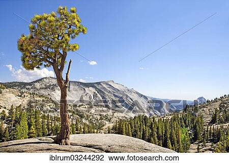 "Gnarly Pine at Olmsted Point, Curry Village, Yosemite National Park, California, United States, North America" View Large Photo Image Stock Image - "Gnarly Pine at Olmsted Point, Curry Village, Yosemite National Park, California, United States, North America". Fotosearch