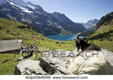 Stock Photograph - "Goat and a mountain inn, Oeschinensee Lake, Kandersteg, Bernese Oberland, Canton Bern, Switzerland, Europe". Fotosearch