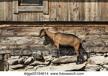 Picture - "Goat beside a wooden house, Tyrol, Austria, Europe". Fotosearch