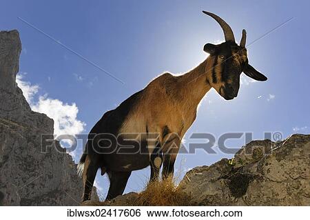 Stock Photograph - Goat (Capra) in Rio Cares Gorge, limestone massif of the Picos de Europa, Picos de Europa National Park, Cantabrian Mountains, Cantabria, Northern Spain, Spain, Europe, PublicGround, Europe. Fotosearch