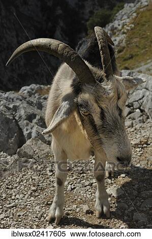 Goat (Capra) in Rio Cares Gorge, limestone massif of the Picos de Europa, Picos de Europa National Park, Cantabrian Mountains, Cantabria, Northern Spain, Spain, Europe, PublicGround, Europe View Large Photo Image Stock Photography - Goat (Capra) in Rio Cares Gorge, limestone massif of the Picos de Europa, Picos de Europa National Park, Cantabrian Mountains, Cantabria, Northern Spain, Spain, Europe, PublicGround, Europe. Fotosearch