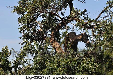 Stock Image - "Goat eating the leaves of an Argan Tree (Argania spinosa), Anti-Atlas, Souss-Massa-Draa region, Morocco, Africa". Fotosearch