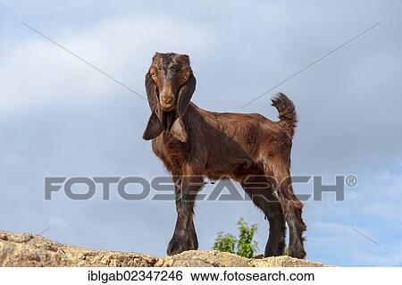 "Goat, Harran, Sanliurfa province, Eastern Turkey" View Large Photo Image Stock Photograph - "Goat, Harran, Sanliurfa province, Eastern Turkey". Fotosearch