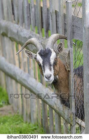 "Goat looking through a wooden fence, Austria, Europe" View Large Photo Image Stock Image - "Goat looking through a wooden fence, Austria, Europe". Fotosearch