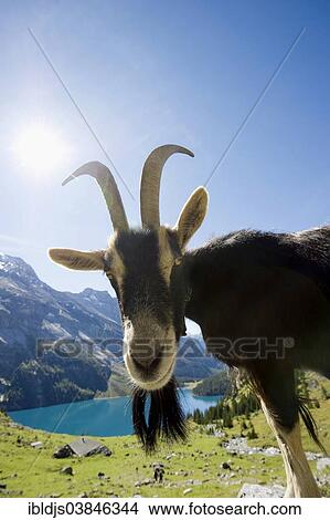 "Goat, Oeschinensee Lake, Kandersteg, Bernese Oberland, Canton Bern, Switzerland, Europe" View Large Photo Image Picture - "Goat, Oeschinensee Lake, Kandersteg, Bernese Oberland, Canton Bern, Switzerland, Europe". Fotosearch