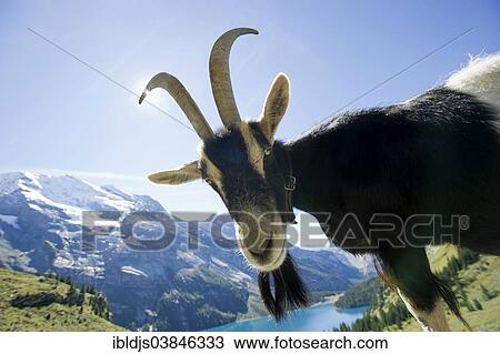 Stock Image - "Goat, Oeschinensee Lake, Kandersteg, Bernese Oberland, Canton Bern, Switzerland, Europe". Fotosearch