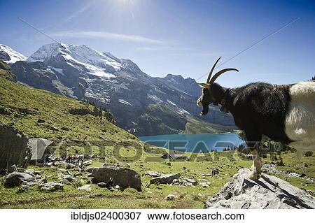 Stock Photo - "Goat, Oeschinensee lake, Kandersteg, Bernese Oberland, Canton of Bern, Switzerland, Europe". Fotosearch