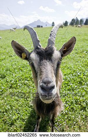 "Goat on a pasture, Goas-Alm, Mittenwald, Upper Bavaria, Bavaria, Germany, Europe" View Large Photo Image Stock Photography - "Goat on a pasture, Goas-Alm, Mittenwald, Upper Bavaria, Bavaria, Germany, Europe". Fotosearch