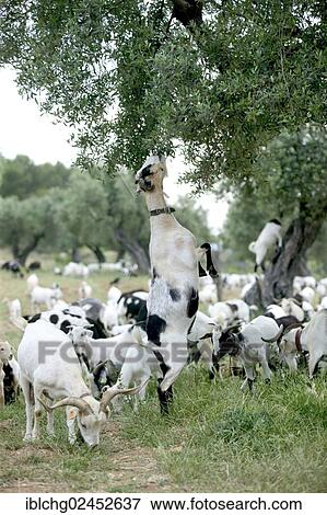 "Goat standing on hindlegs, feeding from tree, herd of goats, Horta de San Juan, Catalonia, Spain, Europe" View Large Photo Image Stock Photo - "Goat standing on hindlegs, feeding from tree, herd of goats, Horta de San Juan, Catalonia, Spain, Europe". Fotosearch