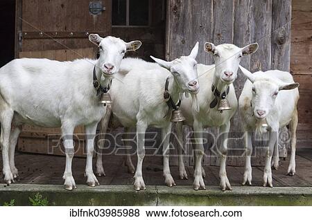 Stock Photo - "Goats (Capra hircus), Oey, Diemtigtal, Bernese Oberland, Switzerland, Europe". Fotosearch