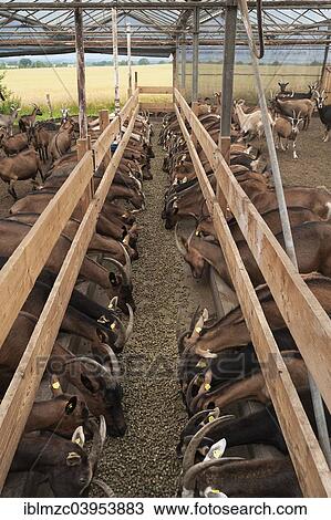 Stock Image - "Goats feeding in a barn, Biohof Othenstorf organic farm, Mecklenburg-Western Pomerania, Germany, Europe". Fotosearch