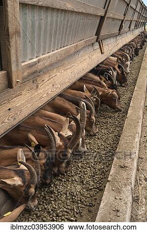Stock Photograph - "Goats feeding in a barn, Biohof Othenstorf organic farm, Mecklenburg-Western Pomerania, Germany, Europe". Fotosearch