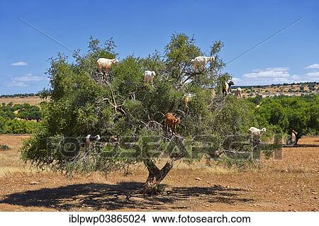 "Goats feeding on Argan nuts in an Argan tree, near Essouira, Morocco, Africa" View Large Photo Image Picture - "Goats feeding on Argan nuts in an Argan tree, near Essouira, Morocco, Africa". Fotosearch