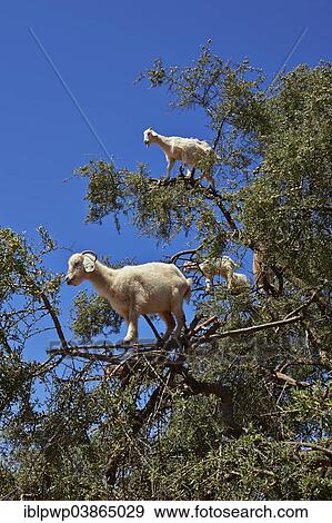 "Goats feeding on Argan nuts in an Argan tree, near Essouira, Morocco, Africa" View Large Photo Image Stock Photo - "Goats feeding on Argan nuts in an Argan tree, near Essouira, Morocco, Africa". Fotosearch