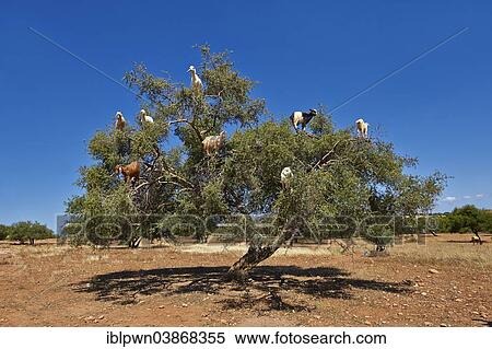 "Goats feeding on argan nuts in an argan tree, near Essaouira, Morocco, Africa" View Large Photo Image Stock Photography - "Goats feeding on argan nuts in an argan tree, near Essaouira, Morocco, Africa". Fotosearch