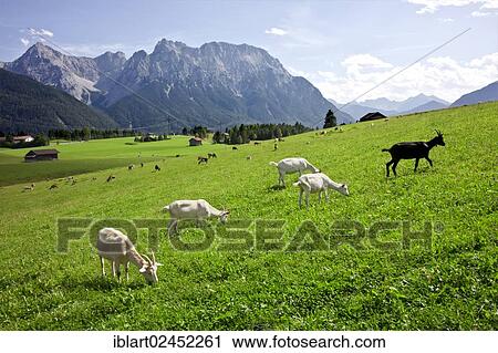 "Goats on a pasture, Goas-Alm, Mittenwald, Upper Bavaria, Bavaria, Germany, Europe" View Large Photo Image Stock Image - "Goats on a pasture, Goas-Alm, Mittenwald, Upper Bavaria, Bavaria, Germany, Europe". Fotosearch