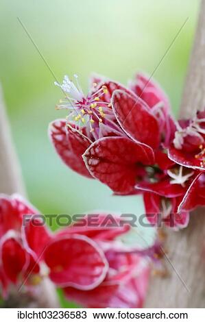 Stock Image - "Goethea (Goethea cauliflora), flower, occurrence in Brazil, North Rhine-Westphalia, Germany, Europe". Fotosearch