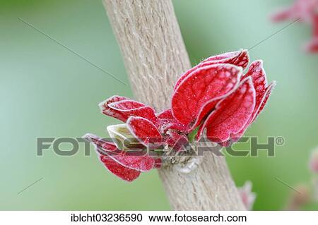 Stock Image - "Goethea (Goethea cauliflora), flower, occurrence in Brazil, North Rhine-Westphalia, Germany, Europe". Fotosearch